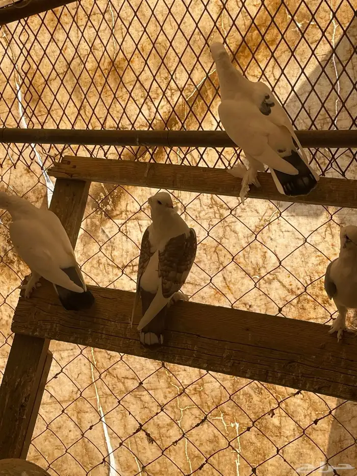 حمام حب رمان 1