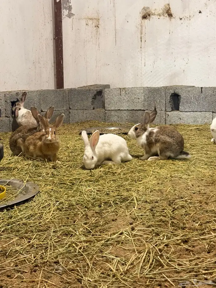 ارانب منتجه للبيع 9