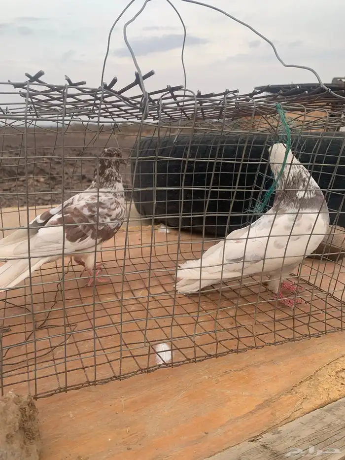 زوج حمام بلدي منتج 3