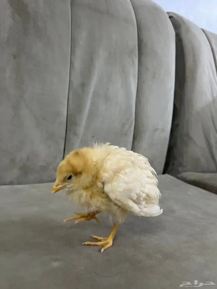 صوص صغير فرخ للحين 2