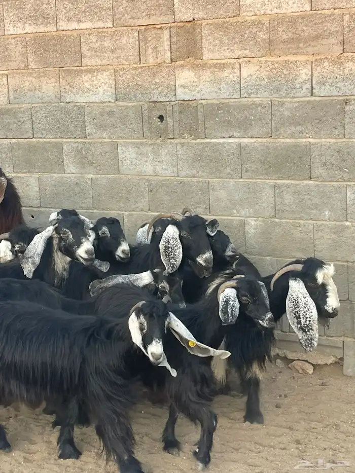 ضان دفع بفحلها معزا ذري بفحلها للبيع 7