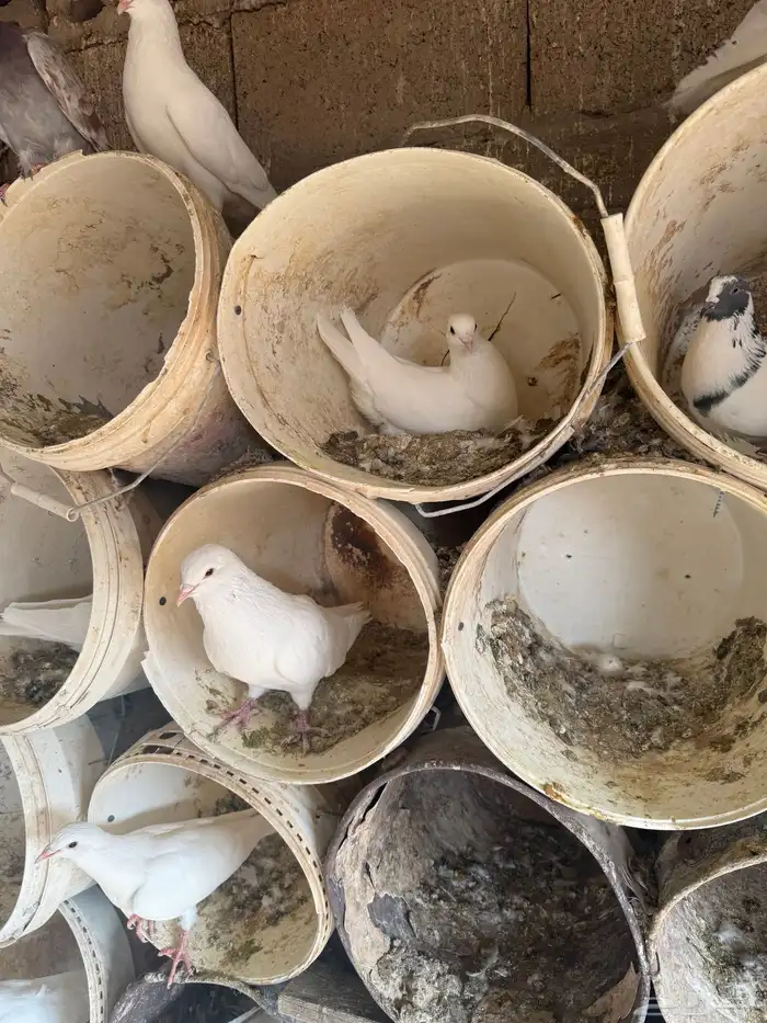 حمام فرنسي ودجاج بلد وبط 0