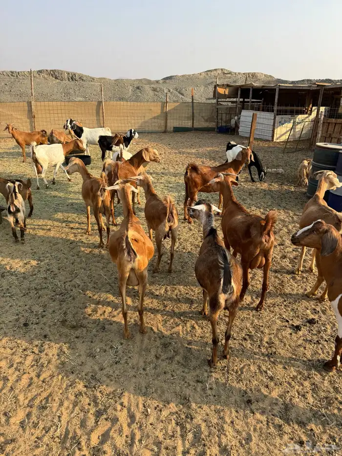 ماعز محايلي صنف 5