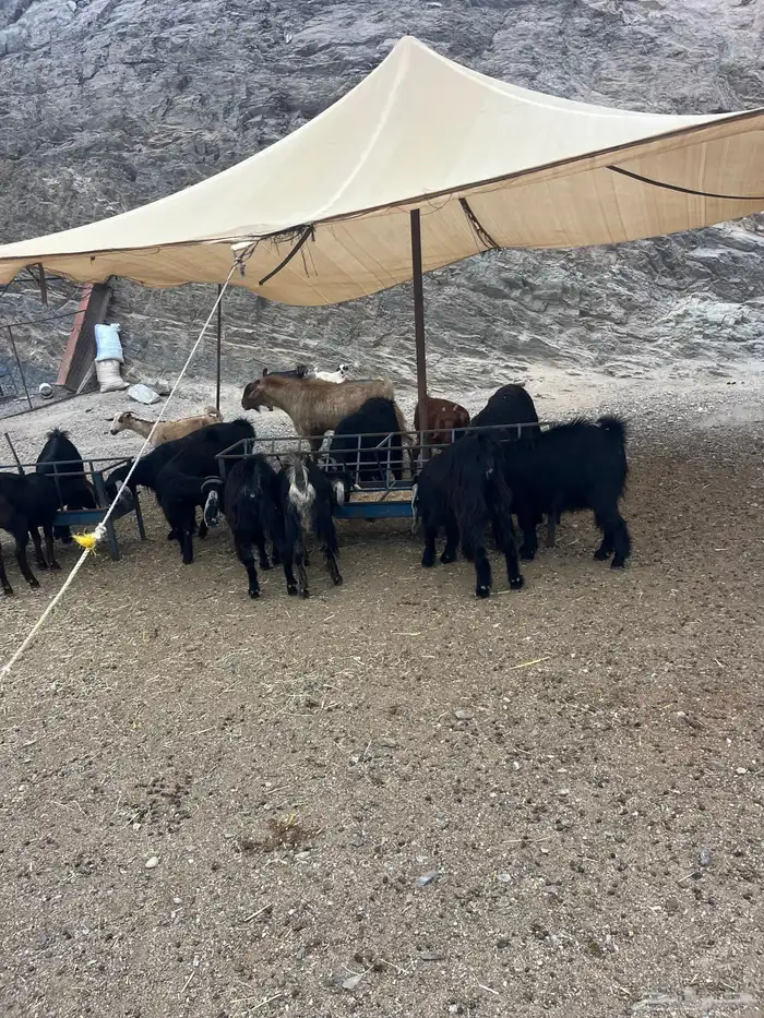 ماعزللبيع عوارض 4