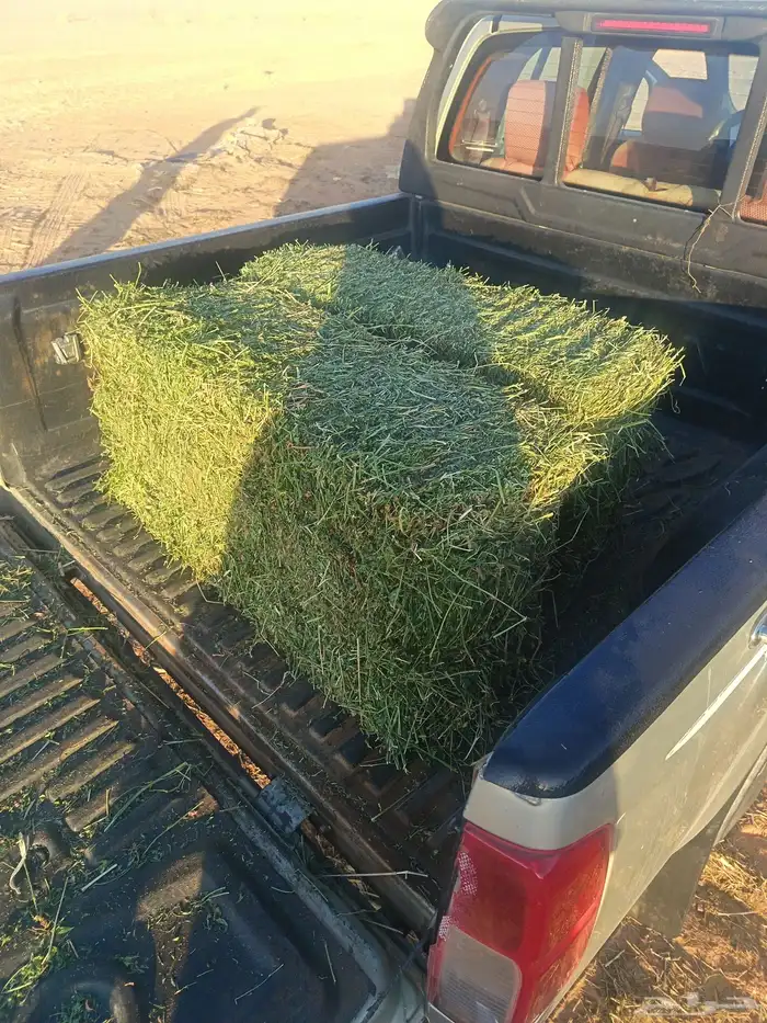 برسيم صافي شد شركة 2