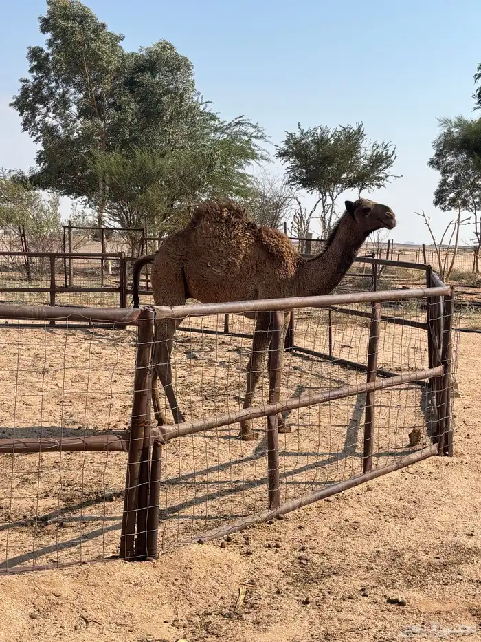 حاشي طيب فل شحم 2