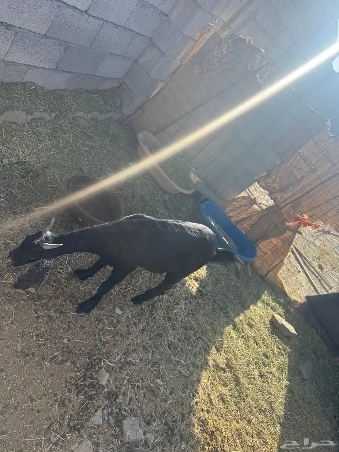 للبيع عناق جذعه سمين 0