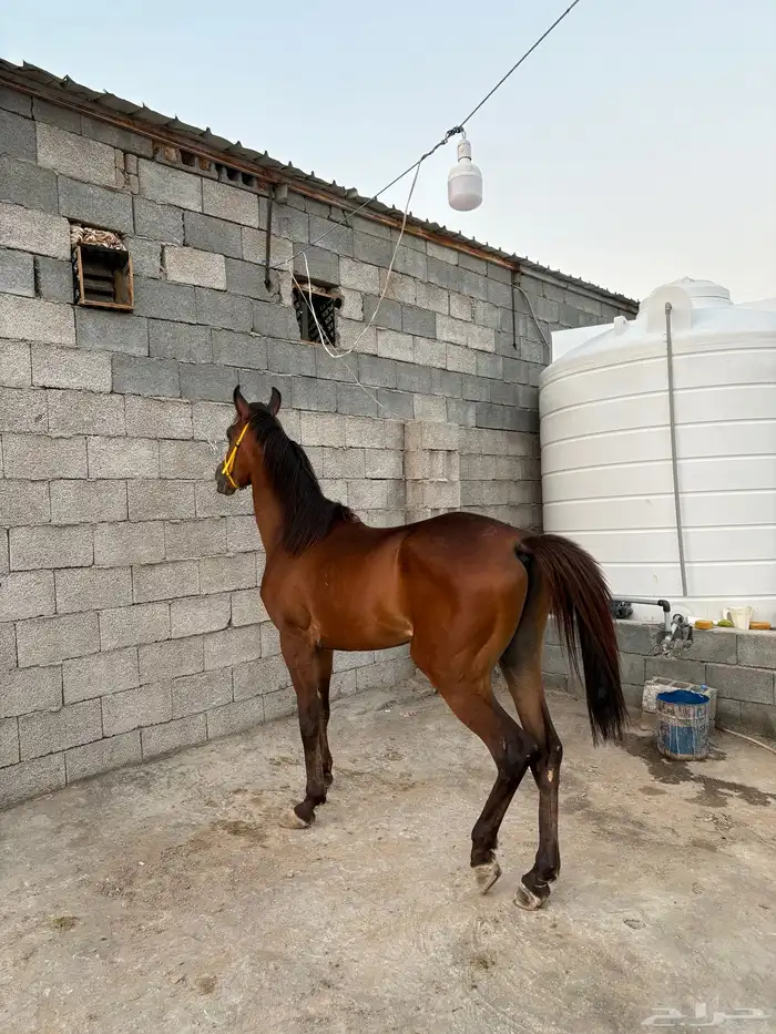 حصان شعبي للبيع 1
