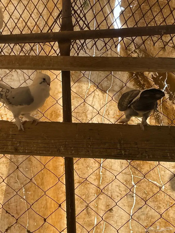 حمام حب رمان 7