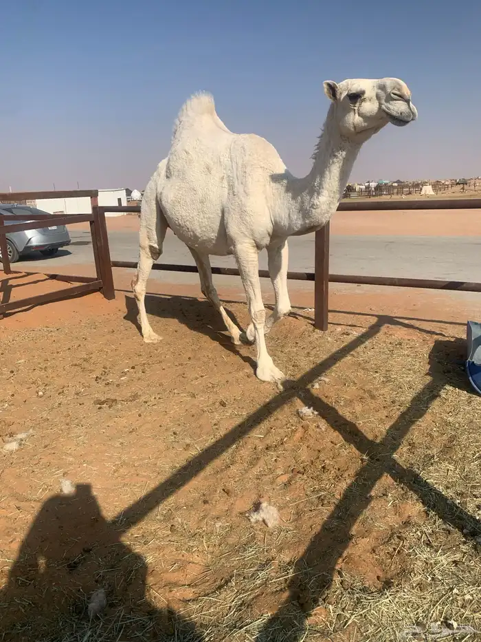 ضروبه وضحا طيبه 1