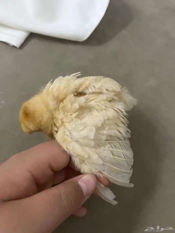 صوص صغير فرخ للحين 3