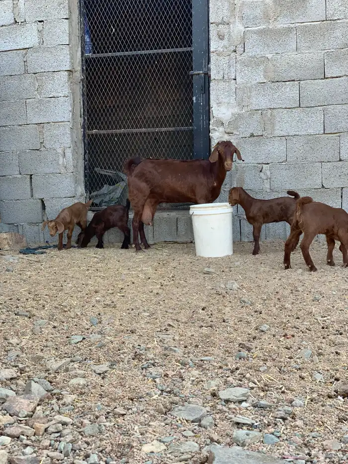 معزا محايليه خلفات وحليب وافر 1