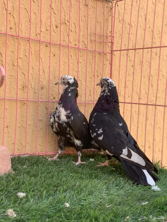 حمام قطايف 24