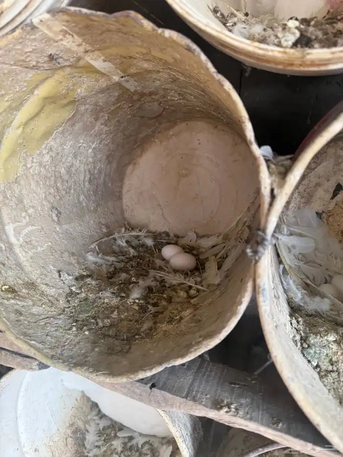 حمام فرنسي ودجاج بلد وبط 2