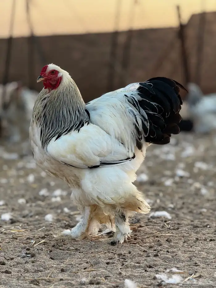 براهما كولمبي لايت بياض   سلالة كونك 0