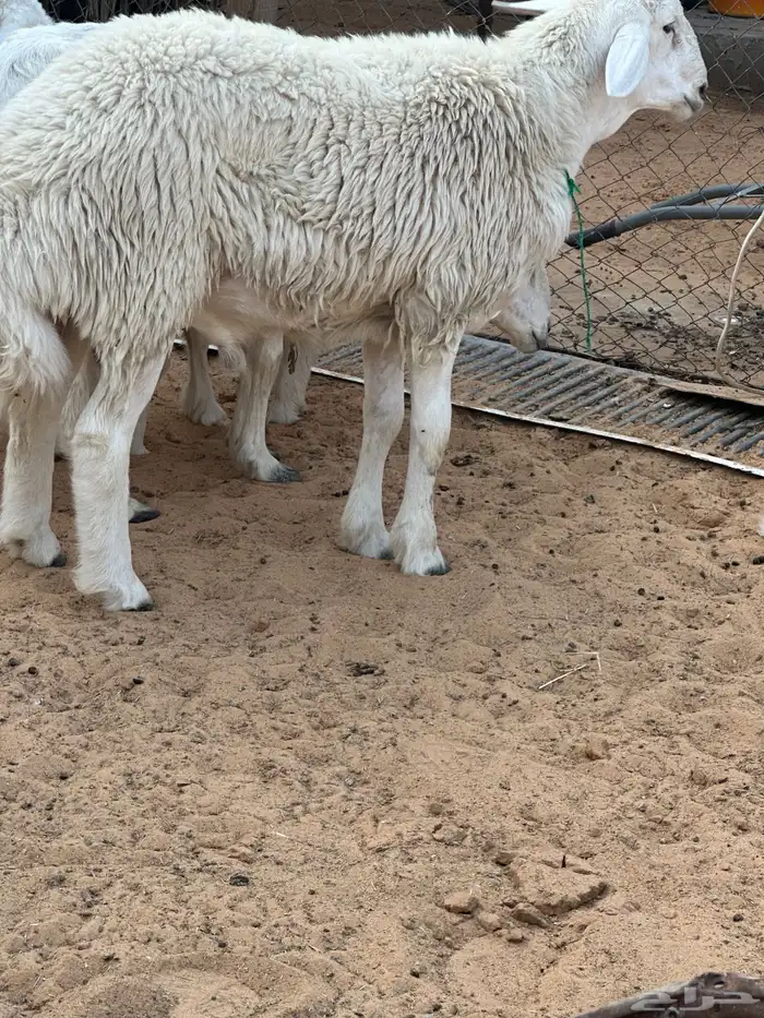 مشروع فحل حري 5