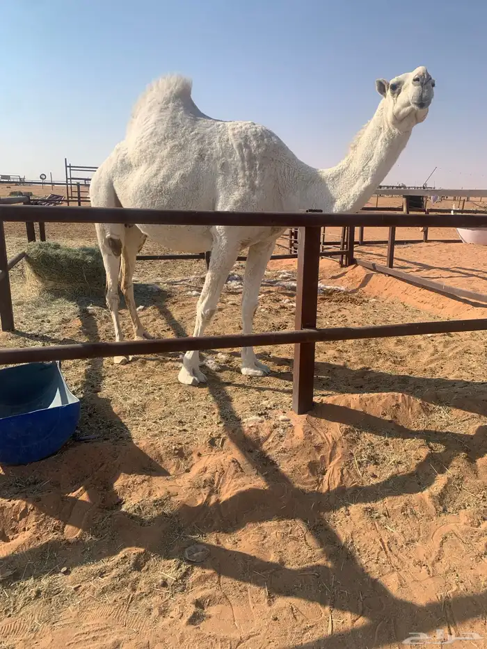 ضروبه وضحا طيبه 0