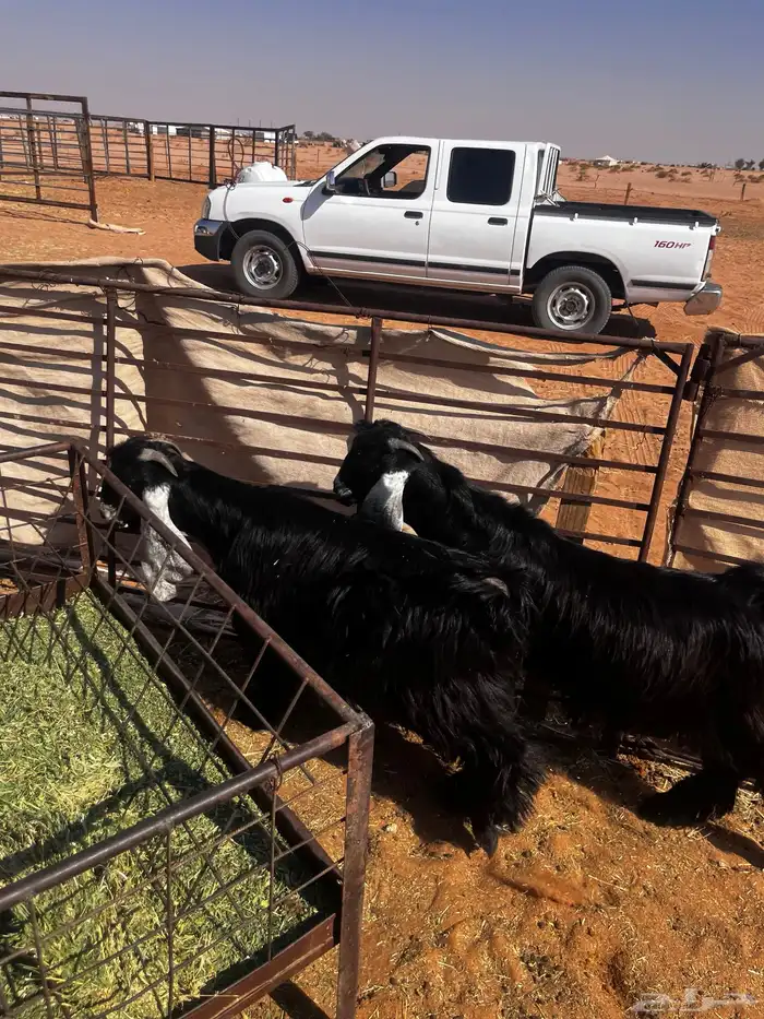 للبيع ثلاث جفرات شكر على حد الغلاق 3