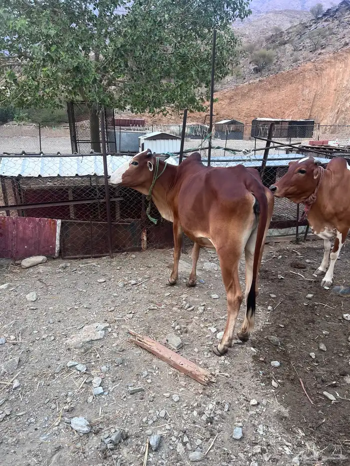 بقر دفيع للبيع 8