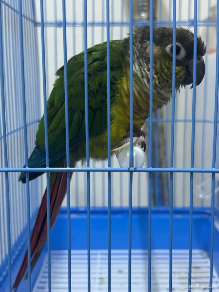 طيور ببغاء كنيور 2