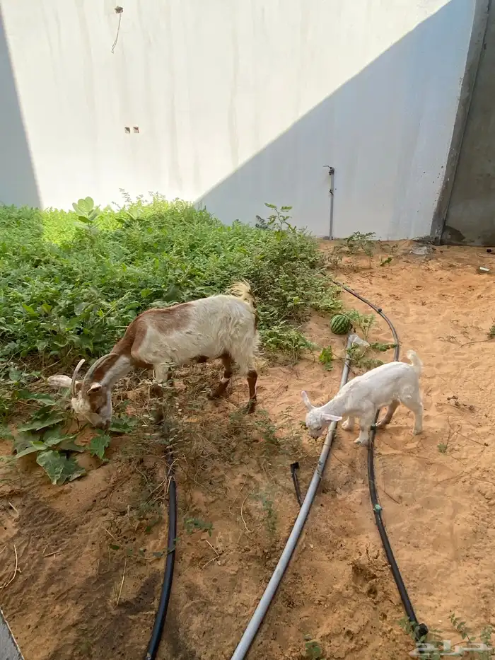 بيع غمر مع رخله 2