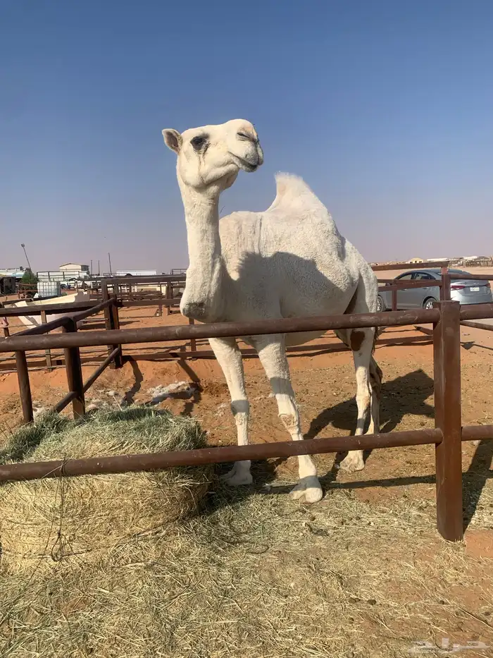 ضروبه وضحا طيبه 3