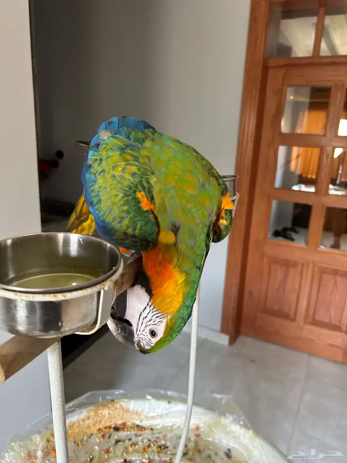 كتالينا مكاو صبغه قويه 1