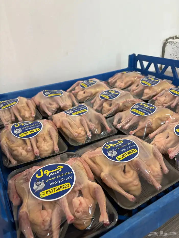 زغاليل حمام فرنسي 2