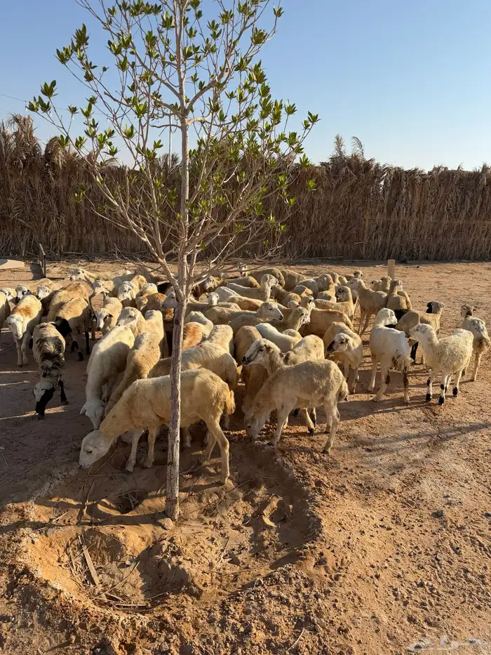 للبيع رخال رفيديات بلدي 50الصحة شرط تم البيع تم البيع 0