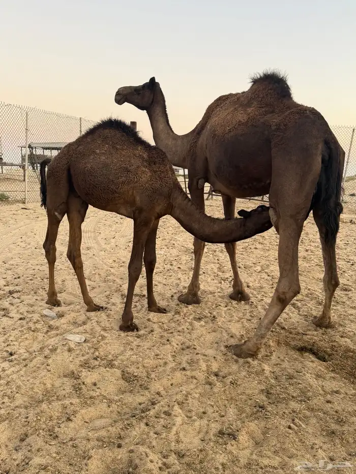 حشوان تحت امهاتها فل 5