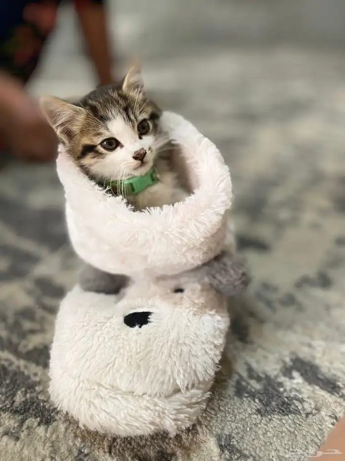 للبيع قط سكوتش 0