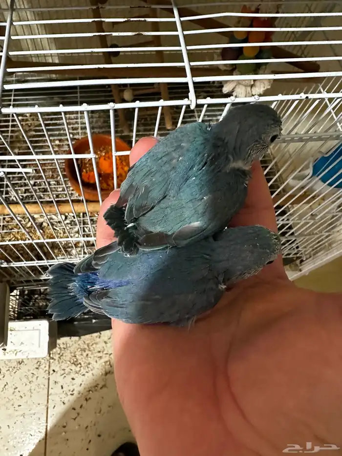 مسني روز بارتوليت 1