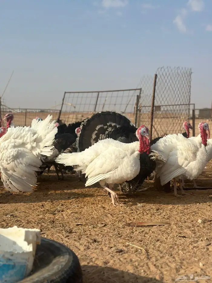 دجاج رومي 12