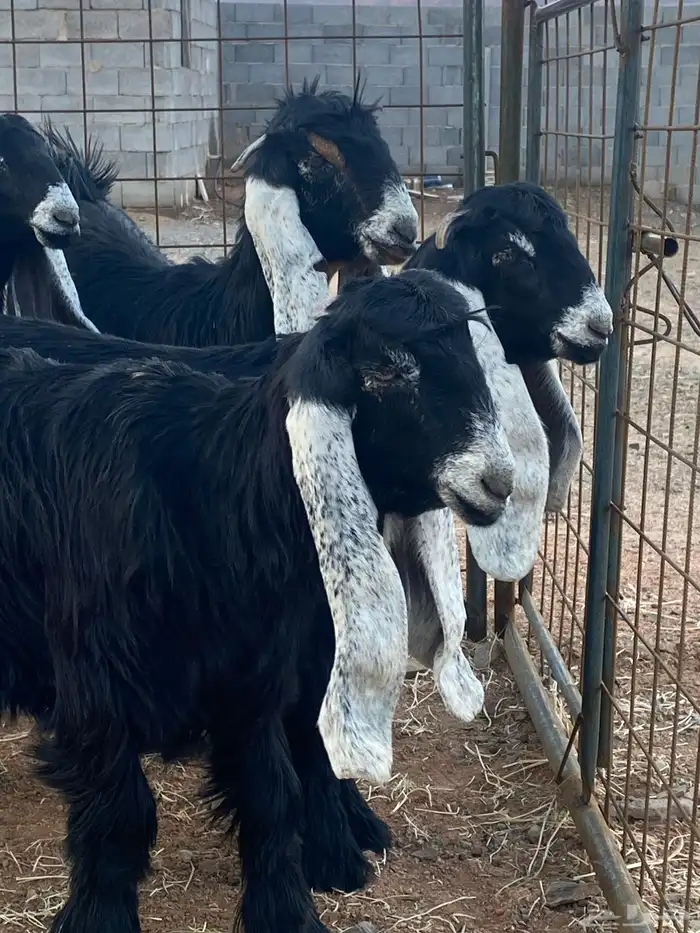 معزا عوارض جفار صنف تمم البيع 15