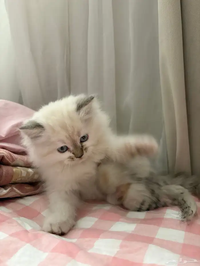 قطة شيرازي - همالايا - أنثى للبيع 0