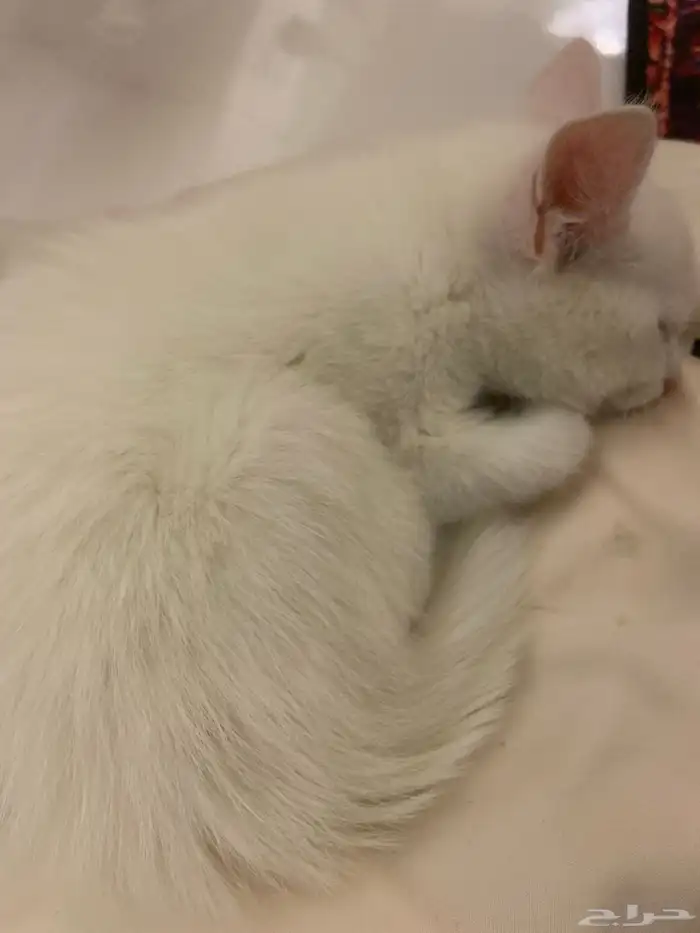 قط شيرازي عمره شهريين 1