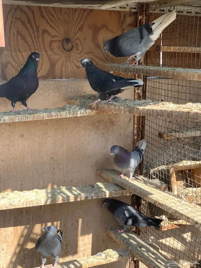 حمام قطايف 18