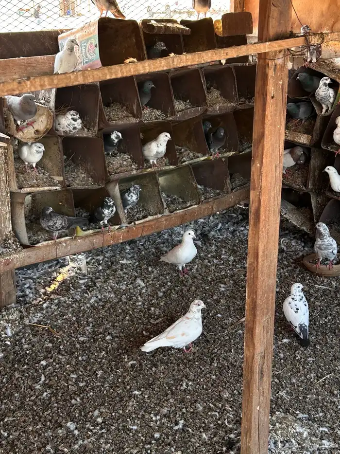 حمام بلدي للبيع 2