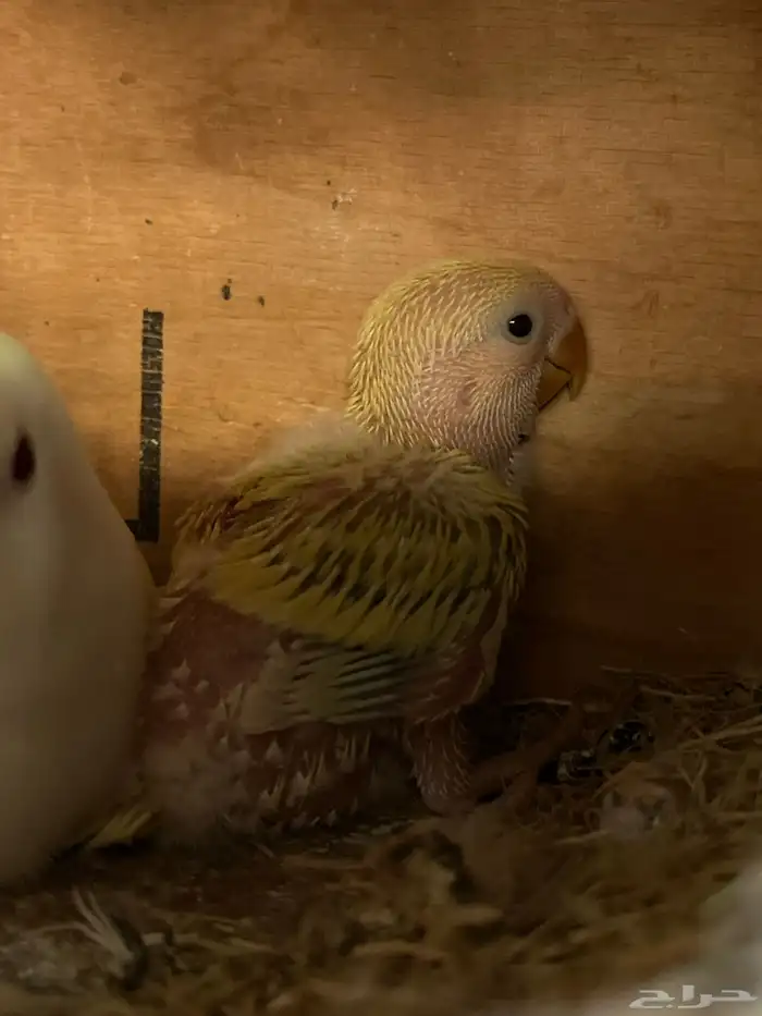 فرخ روز للبيع 1