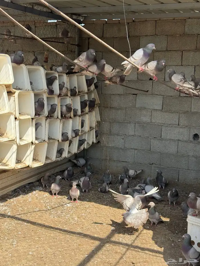 حمام فرنسي سلفر 8