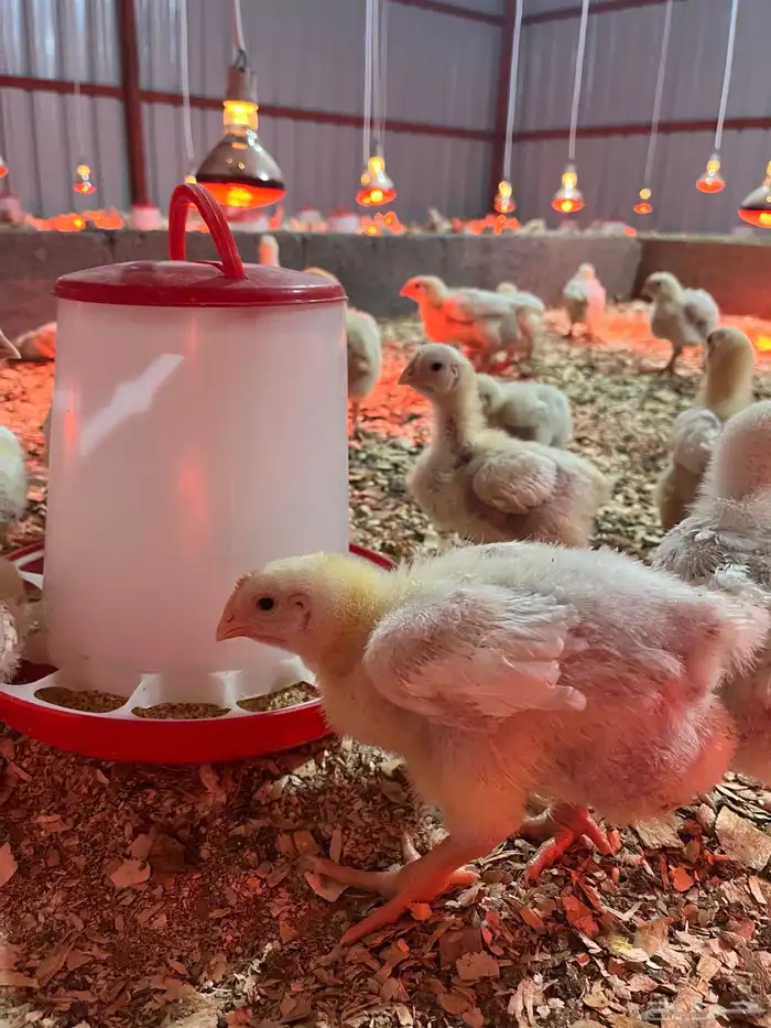 صيصان لاحم 2