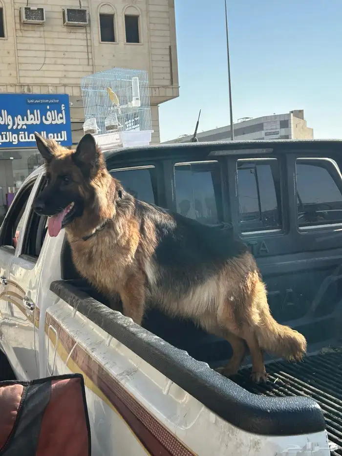 جيرمن شولاين حراسه 3