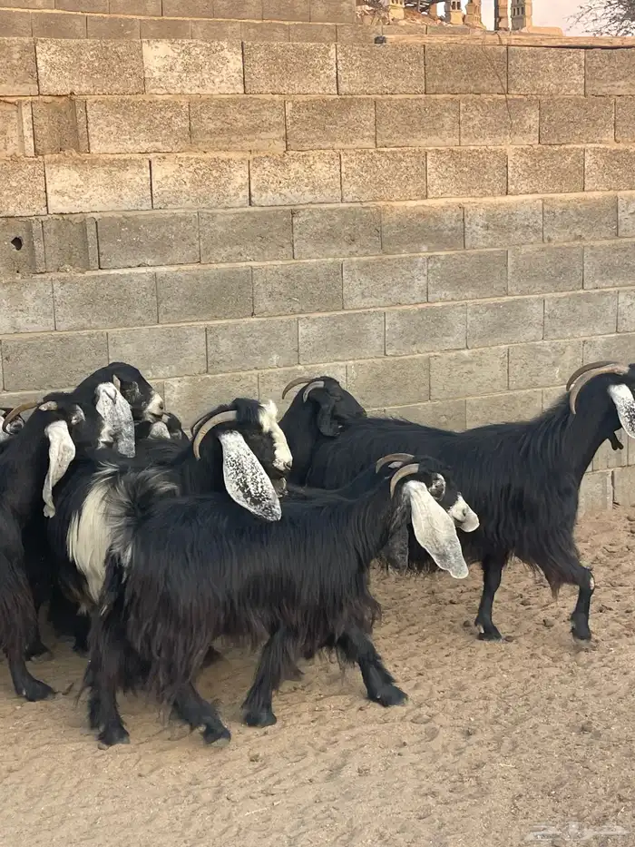 ضان دفع بفحلها معزا ذري بفحلها للبيع 10