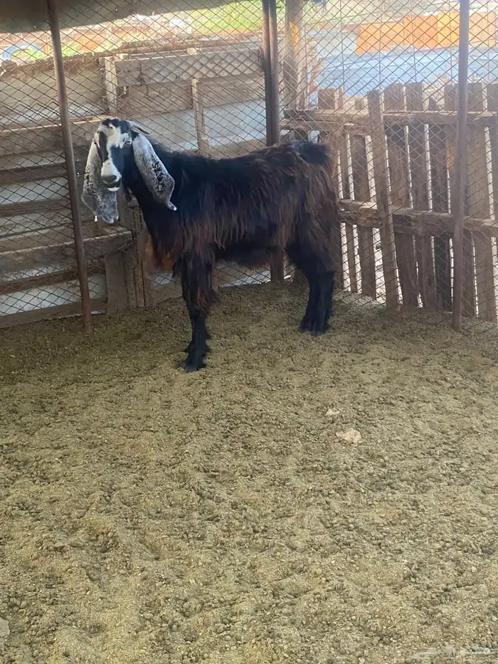 تيوس للبيع 3