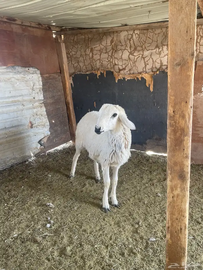 خروف ذبيحه 0