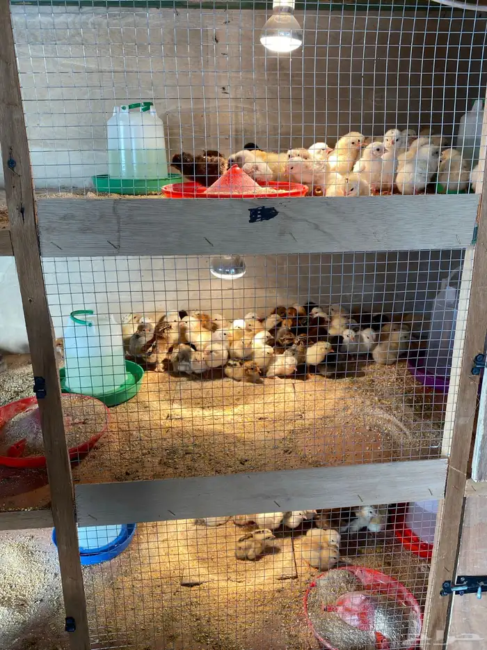 صيصان دجاج 1