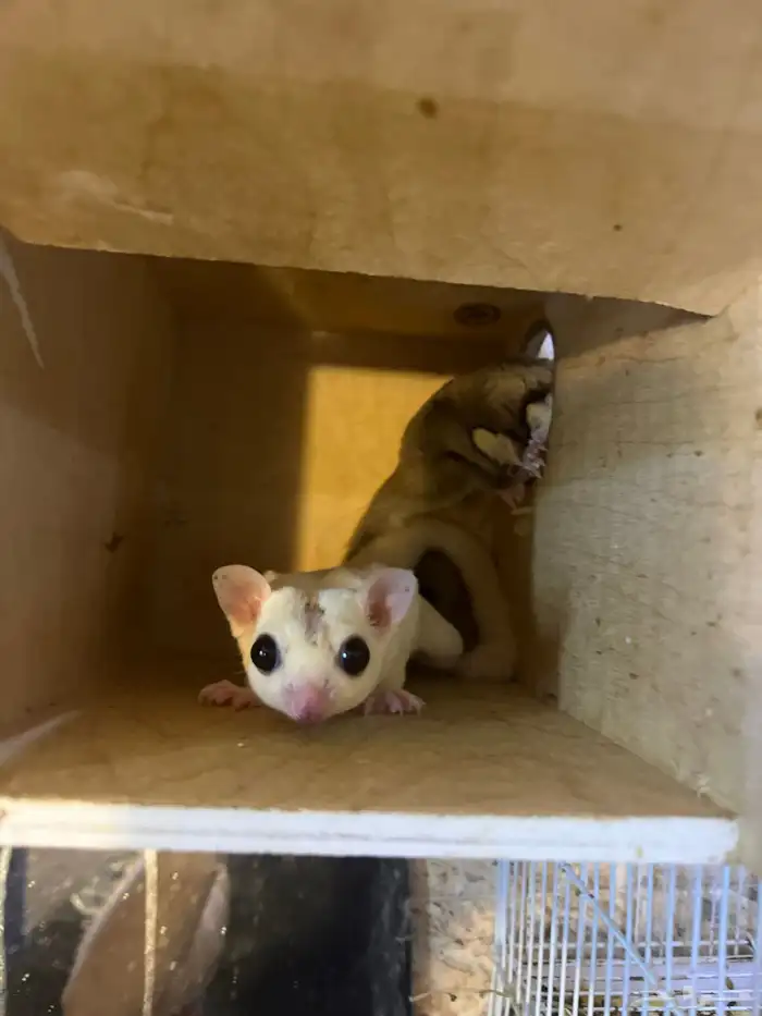 زوجين ودكر سعر الحبه 500 والجمله الحبه 400 0