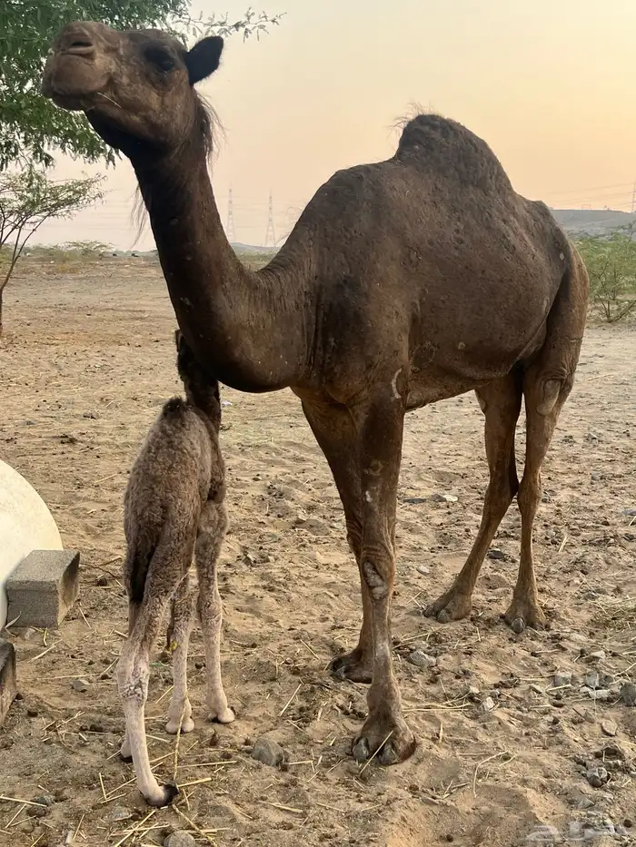 خلفه تحتها قعود 0