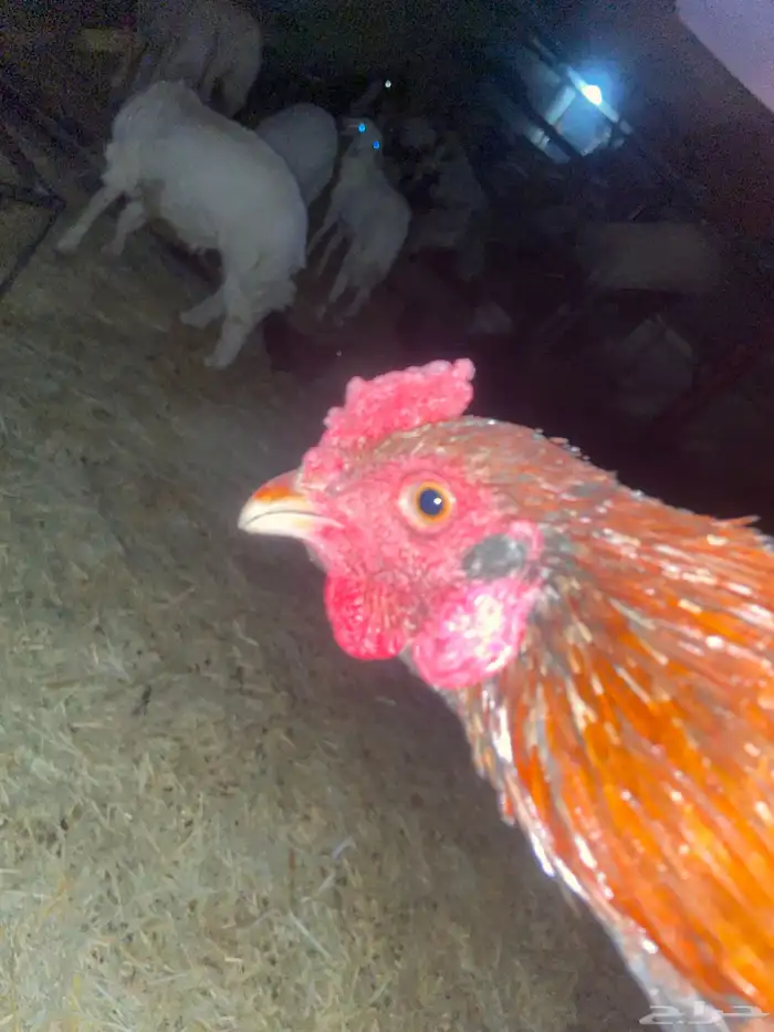 ديك ودجاجة باكستاني سندي أصيل العمر  خمس شهور ونص للبيع 6