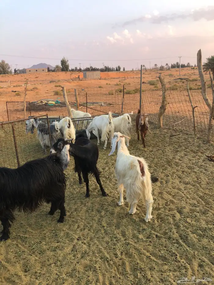 فحل هولندي 1